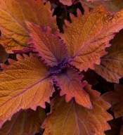 Roślina strukturalna Coleus Wicked Hot koleus piękne liście
