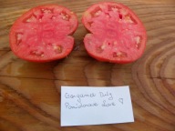 Pomidor Gargamel Duży czerwony hit sprzedaży nasiona kolekcjonerskie