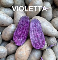 VIOLETTA ZDROWE SUPER FIOLETOWE NIEBIESKIE ZIEMNIAKI 2 KG