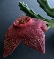 Kaktusy! - Stapelia comparabilis - RARYTAS!!!