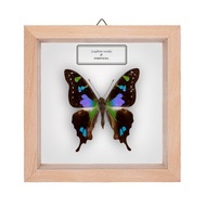 Motyl w gablotce Graphium weiskei