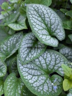 BRUNNERA marmurkowe liście DO CIENIA sadzonki