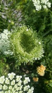DZIKA MARCHEW (DAUCUS CAROTA) -NASION 20-OBNIŻA CHOLESTEROL