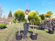 Cyprysiki cięte w kulę na pniu 2 sztuki - 135cm