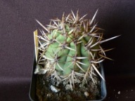 Kaktusy: Trichocereus chilensis