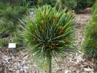 ZJAWISKOWA MINIATURA Sosna koreańska 'China Boy' Pinus koraiensis