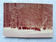 ŻUBRY ZIMA W LESIE CHYBA PUSZCZA BIAŁOWIESKA