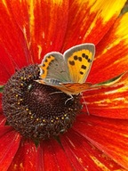 MIODODAJNE NASIONA DLA MOTYLI PSZCZÓŁ MIESZANKA ŁĄKA KWIATOWA