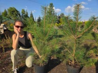 Sosna czarna 80-85cm