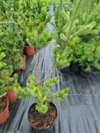 Sosna drobnokwiatowa Pinus parviflora 'Zuisho' NA BIG BONSAI