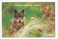 HISZPANIA - ASTURIA - FAUNA - WILK SZARY