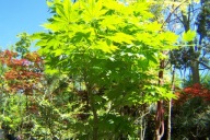 Klon Yasura buk brzoza dąb jarzębina platan hortensja wierzba lipa inny