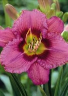 Liliowiec Always Afternoon