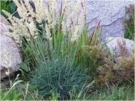 Strzęplica sina 'Coolio' Koeleria glauca P9