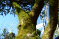 Świerk Goga sosna jałowiec cyprys jodła tuja cypryśnik daglezja cis inny