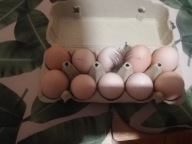 ŚWIEŻE JAJKA KURZE WIEJSKIE 30 SZT.WOLNEGO WYBIEGU DIETA SPORT ODCHUDZANIE