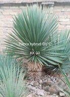 Yucca tworzącą pień hybryda -26°C juka szybkorosn