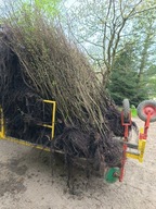 Grab pospolity 190 cm 225 cm na sztuki