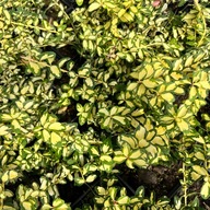 Trzmielina Fortune'a 'Blondy' (Euonymus) P13