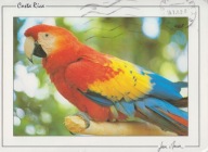 KOSTARYKA - ARA - PAPUGA - PTAK