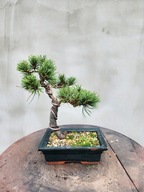 Sosna drobnokwiatowa pinus parviflora Aoi bonsai