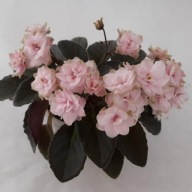 Fiołek afrykański @cięty liść @Jolly Imp @ miniatura