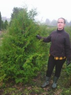 Tuja thuja Brabant żywopłot do 280cm sam kopiesz