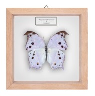 Motyl w gablotce Protogoniomorpha parhassus