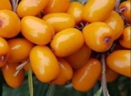 Rokitnik pospolity "HERGO" żeński Bardzo zdrowy