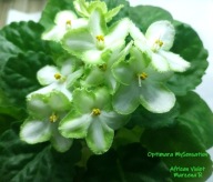 Fiołek afrykański @cięty liść @ Optimara mySensation@ standard