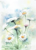 Kwiat , kwiaty stokrotki - akwarela z passe - partout