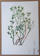 POCZTÓWKA - HALINA MISSUNOWA - BORÓWKA CZERNICA - grafika, lata 60-te