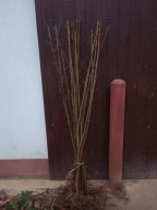 Klon jawor 160cm - 180 cm Pakiet 10 sztuk.