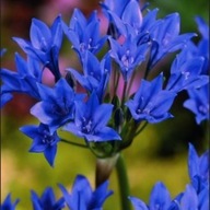 Hiacynt kalifornijski, Brodiaea - Queen Fabiola sadzoka w pojemniku 10 CM