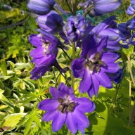 Ostróżka Delphinium Magic Fontain Dark Blue / Dark Bee