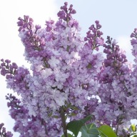 LILAK POSPOLITY 'GENERAL PERSHING' sadzonka, doniczka; 2,5 l