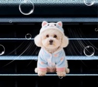 Zapach 2D PIESEK do samochodu na kratkę nawiewu DZIEŃ KOBIET