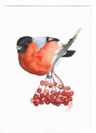 gil, ptaki Polski, akwarela, oryginał, format A5