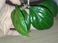 Hoya Hoja MERRILLII cięta