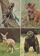 WROCŁAW - ZOO - MONA - KANGUR RUDY - TYGRYS SUMATRZAŃSKI - GORYL NIZINNY