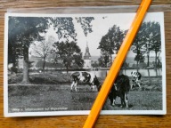 Pobiedna Kościół Krowy Unięcice Leśna Świeradów Lwówek Śląski Lubań foto