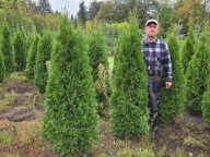 Thuja Smaragd 180-190cm