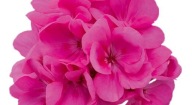 Pelargonia RÓŻOWA INTERZONAL Nelia