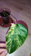 Monstera YELLOW SPLASH Aurea Marmorata Variegata