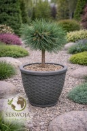 JEDNA Z NAJPIĘKNIEJSZYCH Pinus strobus 'Mary Butler' Sosna wejmutka C5