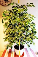 Beniamin żywa roślina drzewko o zielono - białych liściach piękny pokrój