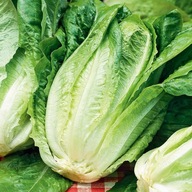 Sałata rzymska Parris Island Cos - Nasiona Warzyw Sałaty