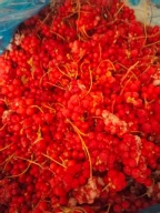 Cytryniec chiński - Owoce jedyna aukcja na allegro