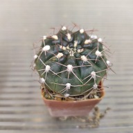 *KAKTUSY* GYMNOCALYCIUM ALBOAREOLATUM V. RAMOSUM - LF 32