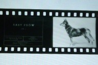 Film klisza na rzutnik projektor Rasy Psów cz,I,II